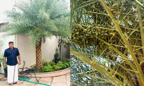 ക​ന​ത്ത ചൂ​ട് തു​ണ​ച്ചു, പെ​രി​ങ്ങ​ത്തൂ​രി​ലും പു​ത്തൂ​രി​ലും ഈ​ന്ത​പ്പ​ഴം കാ​യ്ച്ചു