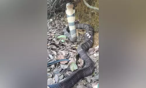 കനത്ത ചൂടിൽ രാജവെമ്പാലകൾ മലയിറങ്ങുന്നു