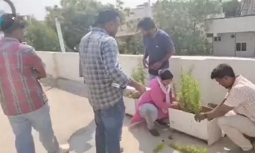 വീടിന്‍റെ ടെറസിൽ കഞ്ചാവ് കൃഷി: സോഫ്റ്റ്‌വെയർ എൻജിനീയർ എക്സൈസ് പിടിയിൽ