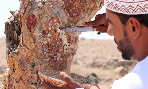 ഒമാനി കുന്തിരിക്കത്തിന് ഭൗമ സൂചിക പദവി