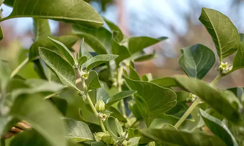 അശ്വഗന്ധ ഉപയോഗിക്കുന്നവർ ജാഗ്രത! രാജ്യത്ത് ഇലകൾക്ക് നിരോധനം; കാരണമിതാണ്