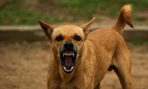 ഉത്സവത്തിന് എത്തിയവർക്ക് നേരെ തെരുവ് നായ ആക്രമണം;ഒൻപത് പേർക്ക് കടിയേറ്റു