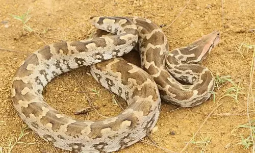 വീട്ടിൽനിന്ന് പെരുമ്പാമ്പിനെ പിടികൂടി