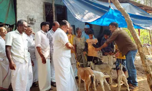 തെരുവുനായ്ക്കൾ ആടുകളെ കൊന്നു;ലക്ഷ്മിക്കുട്ടിക്ക് സഹായഹസ്തവുമായി പഞ്ചായത്തംഗവും പ്രവാസിയും