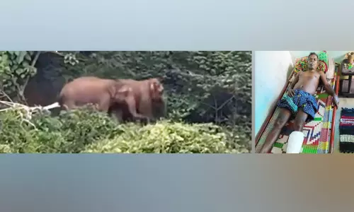 കൊടുംവരൾച്ച; കാടിളക്കി കാട്ടാനകൾ ജനവാസ മേഖലയിൽ