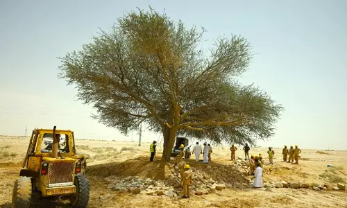 ദവാദ്മിയിലെ ചരിത്രപ്രസിദ്ധമായ തൽഹ് വൃക്ഷം പുനരധിവസിപ്പിച്ചു: മാതൃകയായി ദ്രുതകർമ്മ സേനയുടെ ഇടപെടൽ
