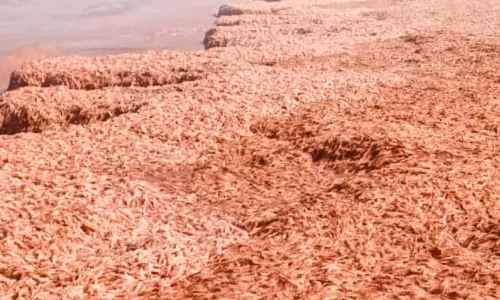 ദോഫാറിൽ ചെമ്മീൻ കൂട്ടത്തോടെ കരക്കടിഞ്ഞ  സംഭവം; മലിനീകരണമില്ലെന്ന് അധികൃതർ