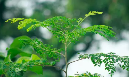 മാന്ത്രിക മുരിങ്ങ!; വെള്ളത്തിലെ മൈക്രോ പ്ലാസ്റ്റിക്കുകൾ നീക്കംചെയ്യാൻ മുരിങ്ങ വിത്തുകൾക്ക് സാധിക്കുമെന്ന് പഠനം