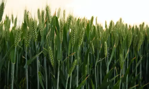 ഒറ്റരാത്രികൊണ്ട് 34 ഏക്കറിലെ കൃഷി അപ്രത്യക്ഷമായി; പരാതിയുമായി കർഷകന്‍