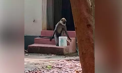 അത്യുഷ്ണം; വന്യമൃഗങ്ങൾ ജനവാസ മേഖലയിൽ