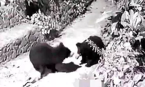 വീ​ടി​നു ചു​റ്റും ‘കു​ടും​ബ​സ​മേ​തം’ ക​ര​ടി​ക​ൾ; ഭ​യ​ന്നു വി​റ​ച്ച് വീ​ട്ട​മ്മ