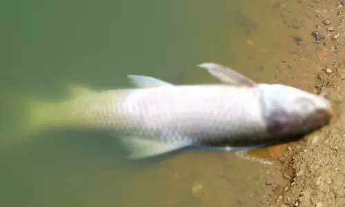 കൊ​ടും ചൂ​ട്; മ​ത്സ്യ​ങ്ങ​ൾ ച​ത്തു​പൊ​ങ്ങുന്നു