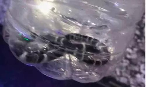 പാമ്പുകടിയേറ്റ് കുട്ടി മരിച്ച വീട്ടിൽ നാലാമതും പാമ്പ്; നാലും ശംഖുവരയൻ