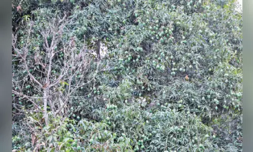 ഒമാനിൽ മാമ്പഴക്കാലത്തിന് തുടക്കം;വിപണിയിൽ പച്ചമാങ്ങ സുലഭം