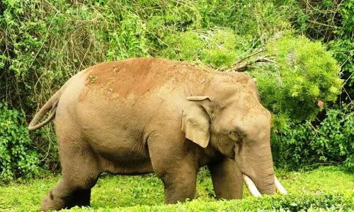 കാ​ട്ടാ​ന​ക​ൾ​ക്കെ​തി​രെ ജ​ന​കീ​യ പ്ര​തി​രോ​ധം; സോളാർ തൂക്കുവേലികൾ സ്ഥാപിച്ച് നാട്ടുകാർ