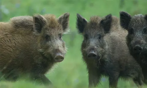കാട്ടുപന്നി ബൈക്കിന് മുന്നിൽ ചാടി; ദമ്പതികൾക്കും മകൾക്കും പരിക്ക്
