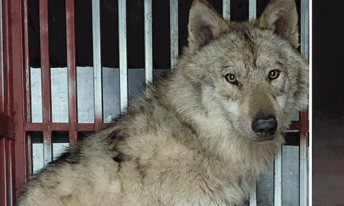 വ്യാജ എ.ഐ ചിത്രം പ്രചരിപ്പിച്ചു: ദക്ഷിണ കൊറിയയിൽ യുവാവ് അറസ്റ്റിൽ; ഒളിച്ചോടിയ ചെന്നായ  ഇപ്പോൾ താരം!