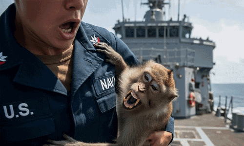 ഹുർമുസ് കടലിടുക്കിലെ ദൗത്യത്തിനിടെ യു.എസ് നാവികന് കുരങ്ങിന്റെ ആക്രമണം; അടിയന്തരമായി ജപ്പാനിലേക്ക് മാറ്റി