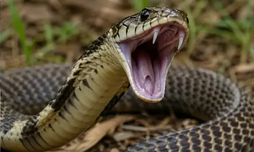 10 വർഷം; സംസ്ഥാനത്ത് പാമ്പുകടിയേറ്റ്​ മരിച്ചത് 659 പേർ