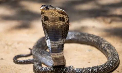 ഇഴഞ്ഞിഴഞ്ഞ് ‘പാമ്പുവിഷബാധ ജീവഹാനി രഹിത കേരളം’ പദ്ധതി