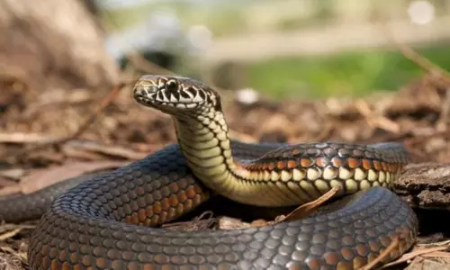 യുവതിയുടെ മരണം പാമ്പുകടിയേറ്റ്​; താലൂക്ക് ആശുപത്രി വാദം തള്ളി പോസ്റ്റ്മോർട്ടം റിപ്പോർട്ട്​