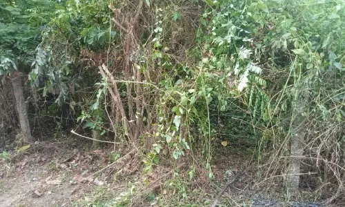 കൊറ്റുകുളങ്ങര: പാമ്പുകളുടെ ആവാസകേന്ദ്രം