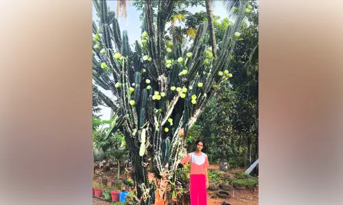 സുഗന്ധം വിതറി കള്ളിമുൾചെടി