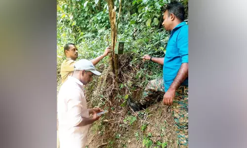 പശുക്കളെ കൊന്നൊടുക്കി പുലിയും കടുവയും; മൂന്ന് മാസത്തിനിടെ മൂന്നാറിൽ കൊന്നത് 21 പശുക്കളെ