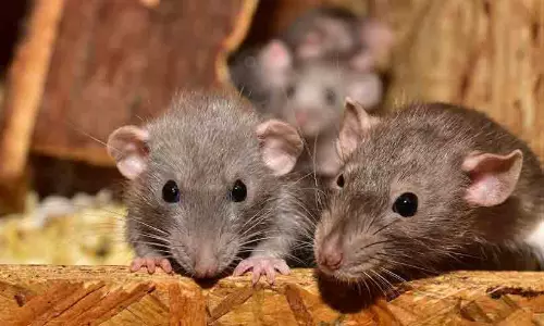 തൊണ്ടിമുതലായ കൈക്കൂലിപ്പണം എലി കരണ്ടുതിന്നു; ഉദ്യോഗസ്ഥയ്ക്ക് ജാമ്യം അനുവദിച്ച് സുപ്രീം കോടതി