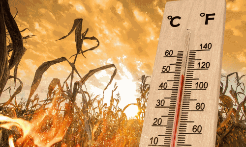 ഇന്ത്യ കടുത്ത ചൂടിന്റെ പിടിയിൽ: ലോകത്തിലെ ഏറ്റവും ചൂടേറിയ 100 നഗരങ്ങളിൽ 95 എണ്ണം ഇന്ത്യയിൽ