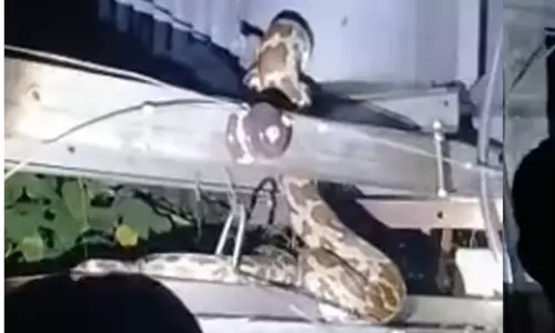 അങ്കമാലിയിൽ ട്രാൻസ്ഫോമറിനുള്ളിൽനിന്നും മലമ്പാമ്പിനെ പിടികൂടി, പെരുമ്പാവൂരിൽ മൂർഖനെ പിടികൂടി, കോഴിക്കോട് രണ്ടിടങ്ങളിൽ രണ്ടുപേര്‍ക്ക് പാമ്പിന്റെ കടിയേറ്റു