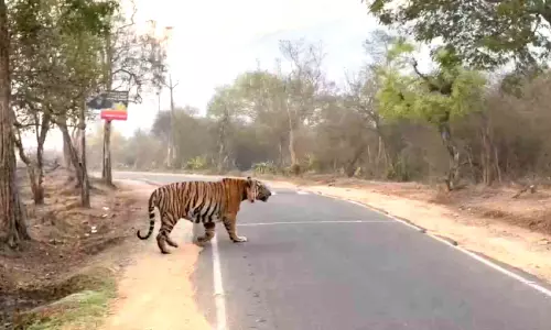 കടുവ സാന്നിധ്യം വർധിച്ചു
