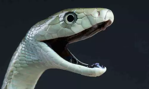 പാമ്പുകടിയേറ്റ് വീണ്ടും മരണം