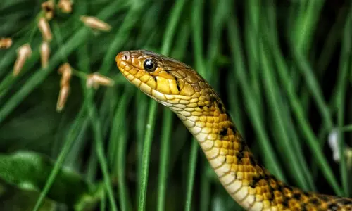 വേനൽക്കാലത്ത് എന്തുകൊണ്ട് പാമ്പുകൾ പുറത്തിറങ്ങുന്നു? കടിയേറ്റാൽ പ്രഥമമായി ചെയ്യേണ്ടത് ഇങ്ങനെ..