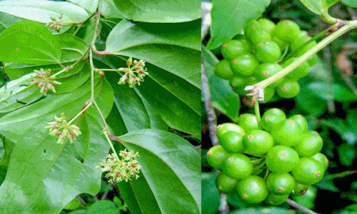 ക​രി​യി​ലാ​ഞ്ചി