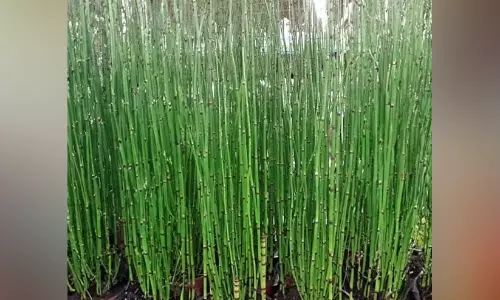 വാട്ടർ ബാംബു