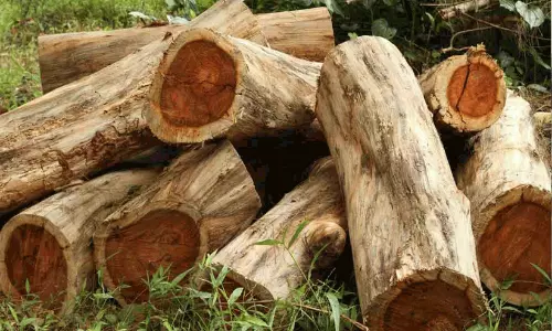 മുട്ടിൽ മരംമുറി; മുൻ കലക്ടർ ഉൾപ്പെടെ ആറുപേർക്ക് വക്കീൽ നോട്ടീസ്