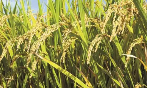 കുട്ടനാട്ടിലെ നെല്ലില്‍ ഘനമൂലക സാന്നിധ്യമില്ലെന്ന് പഠന റിപ്പോര്‍ട്ട്