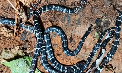 പാമ്പ് കടിയേറ്റ് വീട്ടമ്മ മരിച്ചു; ഭീതിയിൽ നാട്ടുകാർ