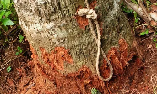 കൃഷിയിടങ്ങളിൽ കാട്ടുപന്നി വിളയാട്ടം