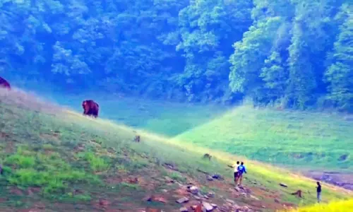 കാ​ട്ടാ​ന​ക​ളെ പ്ര​കോ​പി​പ്പി​ച്ച് യു​വാ​ക്ക​ൾ;  ആ​ന​ക​ൾ​ക്ക് മു​ന്നി​ൽ​നി​ന്ന് അ​ത്ഭു​ത​ക​ര​മാ​യി ര​ക്ഷ​പ്പെ​ട്ടു