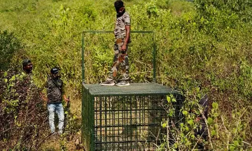 മറയൂരിന് ഭീഷണിയായ കടുവ വീണ്ടും കാടിറങ്ങുന്നു; പിടികൂടാൻ കൂടൊരുക്കി വനപാലകർ