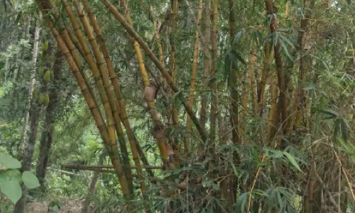 മുളങ്കാടുകൾക്ക്പ രിരക്ഷ വേണം; പദ്ധതികളും സഹായവും സംരക്ഷണവുമില്ലാതെ ജില്ലയിലെ മുളങ്കാടുകൾ