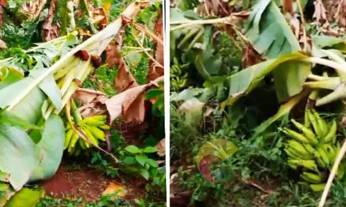 കാ​റ്റി​ല്‍ 650 വാ​ഴ​ക​ൾ നി​ലം​പ​തി​ച്ചു