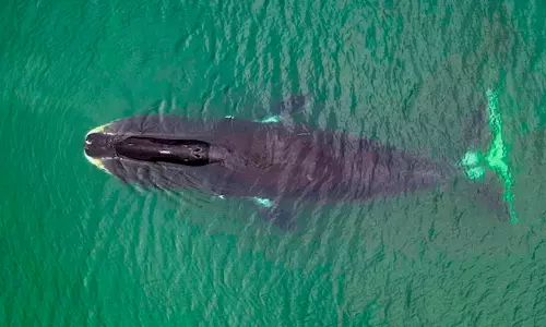 മനുഷ്യായുസ്സ് 200 കടന്നേക്കും; തിമിംഗലങ്ങളിലെ സവിശേഷ പ്രോട്ടീൻ ആയുസ്സ് വർധിപ്പിക്കുമെന്ന് പഠനം