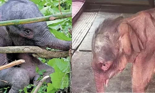 അട്ടപ്പാടിയിൽ പാറയിടുക്കിൽനിന്ന് രക്ഷപ്പെടുത്തിയ ആനക്കുട്ടി ചരിഞ്ഞു