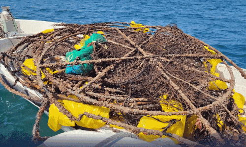 ദോഫാറിൽ കടൽ ശുചീകരണം; 1,370 കിലോഗ്രാം മാലിന്യം നീക്കി പരിസ്ഥിതി അതോറിറ്റി