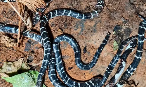കോഴിക്കോട് ഒരു വീട്ടിൽനിന്നും അഞ്ചു ശംഖുവരയനെ കണ്ടെത്തി, പേരാമ്പ്രയിൽ യുവതിക്ക് കടിയേറ്റു