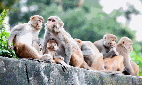 കുരങ്ങുകളെ പിടികൂടിയാൽ 600 രൂപ പ്രതിഫലം: വന്യജീവി സംഘർഷം കുറക്കാൻ മഹാരാഷ്ട്രയുടെ വമ്പൻ പദ്ധതി
