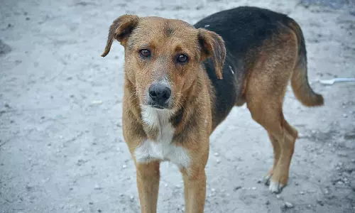 തെരുവുനായ് ശല്യം രൂക്ഷം; മൂന്ന് വിദ്യാർഥികൾക്ക് കടിയേറ്റു